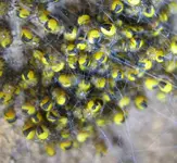 Spinne_5.webp