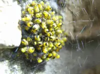 Spinne_6.webp