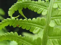 Spinne_7.webp
