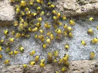 Spinne_8.webp