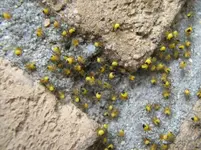 Spinne_9.webp