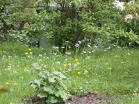 Wiesenschaumkraut.webp