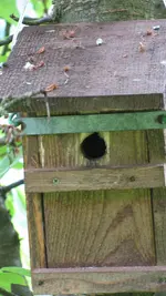 vogelhausspechtsicherung.webp