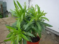 DSC04340.webp