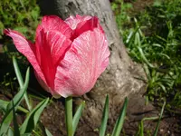 DSC04320.webp
