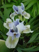 DSC04335.webp