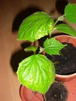 CIMG3489.webp