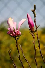 comp_IMG_8699.webp