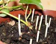 DSCN8664 - Kopie.webp