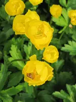 Adonisröschen mit Bewohner.webp