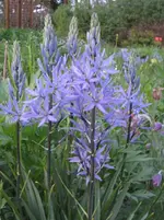 Blaue Pracht.webp