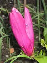 Magnolie öffnet sich weiter.webp