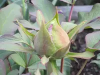 Paeonienknospe.webp