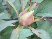 Paeonienknospe 2.webp