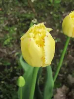 Späte Tulpe.webp