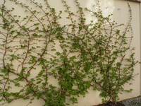 hortensie2.webp