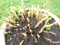 hortensien 00003.webp