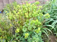 hortensien 00004.webp
