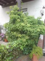 DSC00601.webp