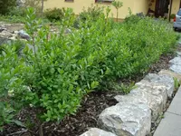 Ligusterhecke.webp