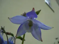Akelei.webp