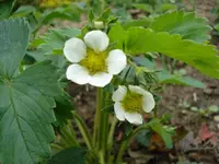 Erdbeeren.webp
