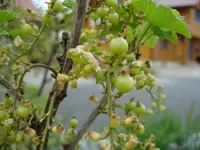Joh.beeren.webp