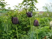 Tulpen.webp