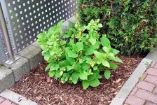 hortensie.webp