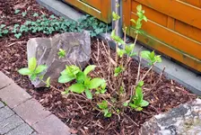 hortensie2.webp