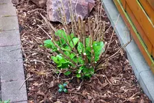hortensie3.webp