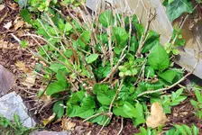 hortensie4.webp