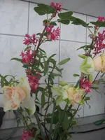 IMG_1069.webp