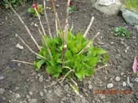 11.05.2010 006.webp