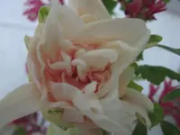 IMG_1067.webp