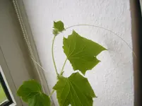 SV400511.webp