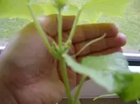 SV400513.webp