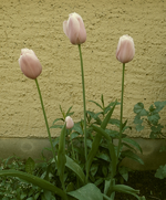 tulpe1.webp