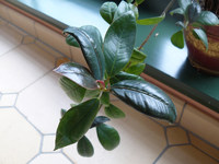 ficus.webp