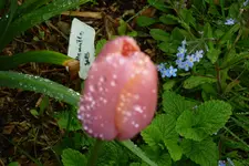 Tulpe mit Regentropfen 2.webp
