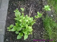 Hortensie.webp