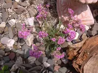 11.05.2010 022.webp
