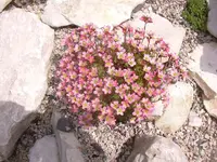 11.05.2010 023.webp