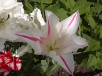 11.05.2010 024.webp