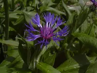 11.05.2010 025.webp
