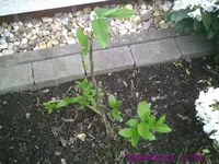 Rispenhortensie.webp