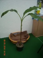 08.05.2010 012.webp