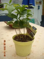 08.05.2010 008.webp