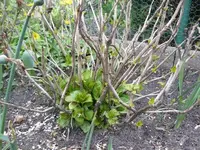 Hortensie.webp