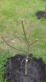 9. Mai 2010 Garten (43).webp